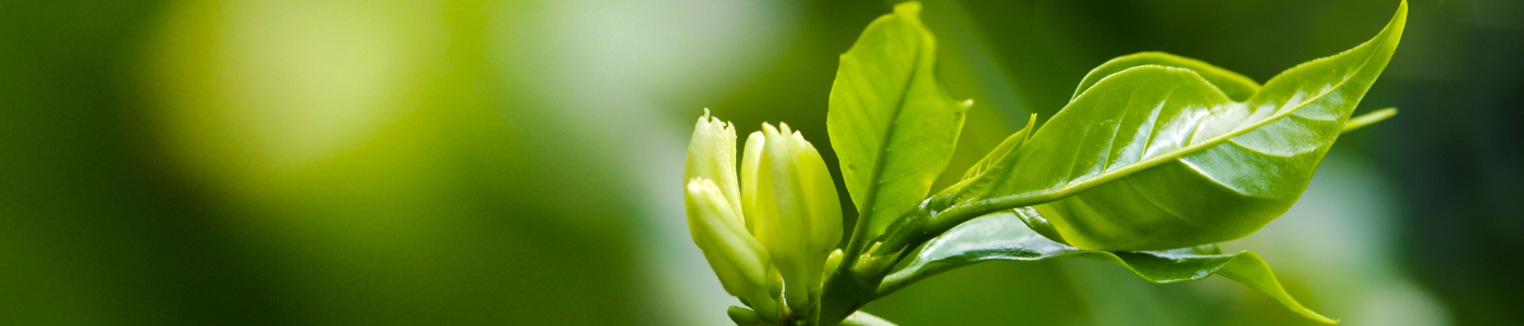 Resistant Starch
